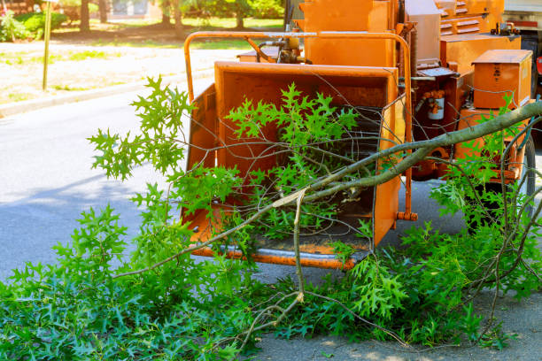 Best Tree Branch Trimming  in Morton Grove, IL